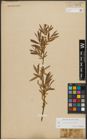 Foto von Salix triandra L. x Salix viminalis L.
